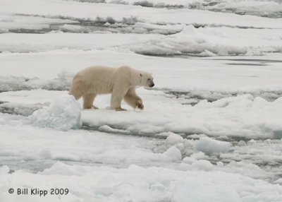 Polar Bear, Svalbard 8