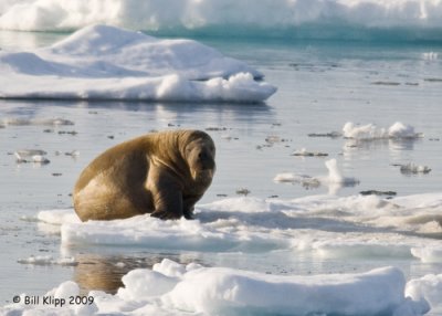 Walrus, Moffen Island Svalbard 5