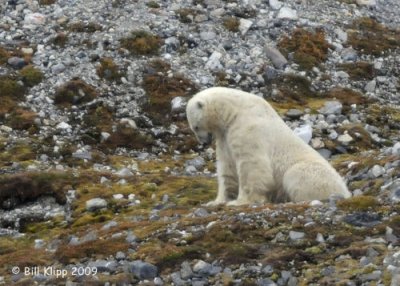 Polar Bear, Svalbard 10