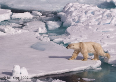 Polar Bear, Svalbard 11