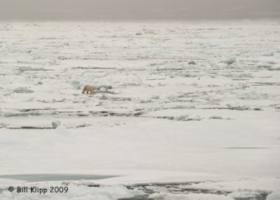 Polar Bear, Svalbard 12