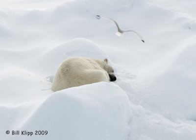 Polar Bear, Svalbard 13