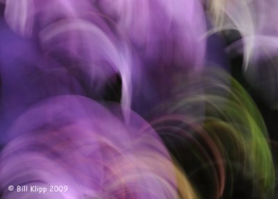 Purple Saxifrage Motion Blur,