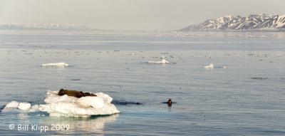 Walrus, Moffen Island Svalbard 7