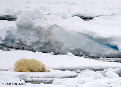 Polar Bear,  Svalbard Norway 1