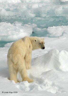 Polar Bear,  Svalbard Norway 5