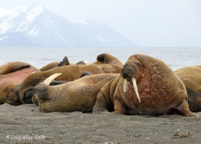 Walrus, Prins Karls Forland Island Svalbard 1    