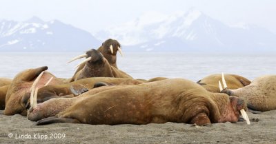 Walrus, Prins Karls Forland Island Svalbard 2