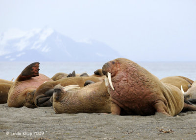 Walrus, Prins Karls Forland Island Svalbard 4