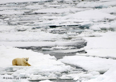 Polar Bear,  Svalbard Norway 6