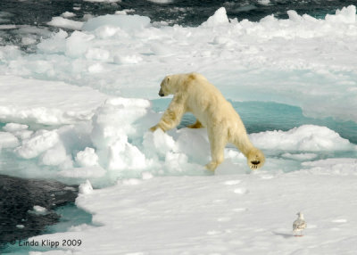 Polar Bear,  Svalbard Norway 9