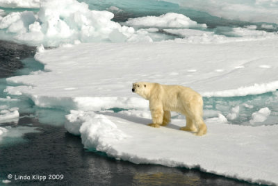Arctic Svalbard -- Land of the Ice Bears