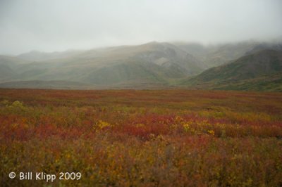 Denali  National Park Scenic  2