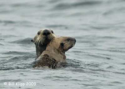 Sea Otters, Homer Alaska 1