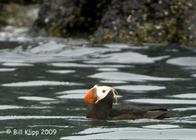 Tufted Puffin, Homer  Alaska 1