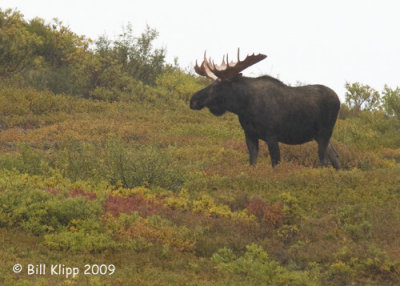Moose, Denali National Park 1