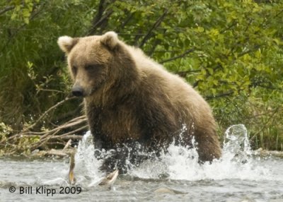 Brown Bear, Hallo Bay Alaska 1