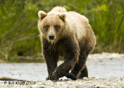 Brown Bear, Hallo Bay Alaska 2