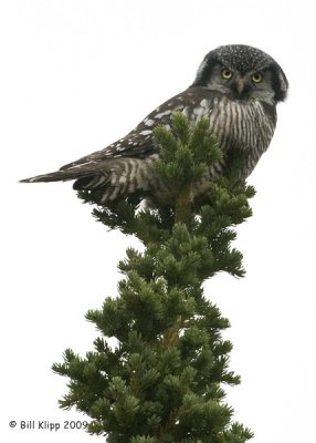 Hawk Owl, Denali  National Park 1