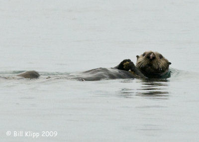 Sea Otter, Homer Alaska 2