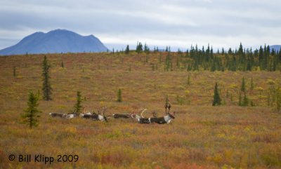 Caribou, Denali  National Park  2