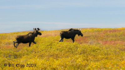 Moose, Denali  National Park  4