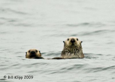 Sea Otters, Homer Alaska 3