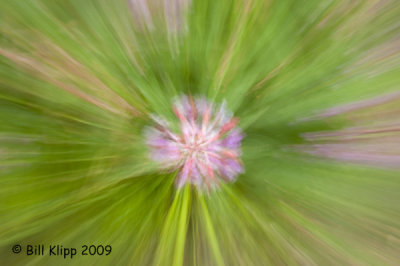 Fire Weed motion blur, Denali 1