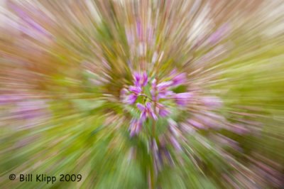 Fire Weed motion blur, Denali 2