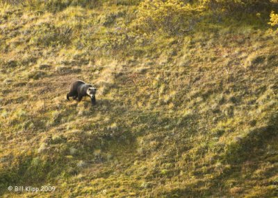 Grizzly Bear, Denali National Park 2