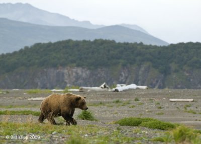 Brown Bear, Hallo Bay Alaska 12