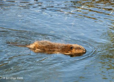 Beaver, Denali  National Park 4