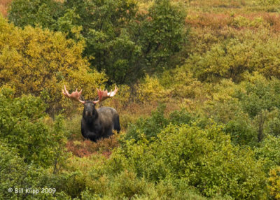 Moose, Denali National Park  5