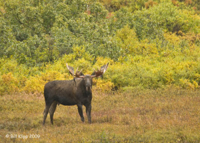 Moose, Denali National Park  6