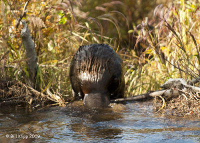 Beaver, Denali  National Park 7