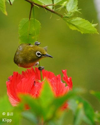 Japaneese White Eye, Kona Hawaii 1