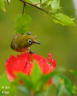  Japaneese White Eye, Kona Hawaii  1