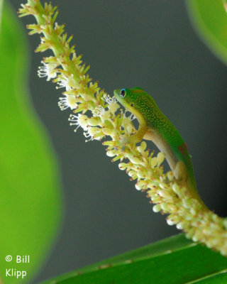Gold Dust Day Gecko  1