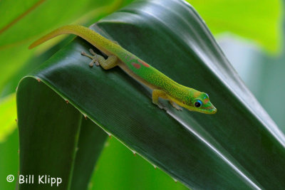 Gold Dust Day Gecko  2