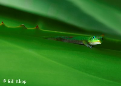 Gold Dust Day Gecko 3