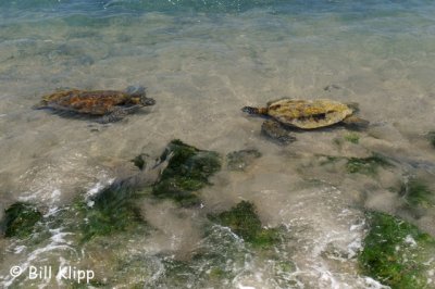 Green Sea Turtles, Kona Hawaii  2