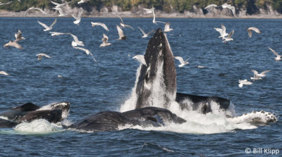 Humpback Whales bubble net feeding  1