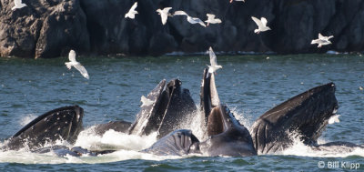 Humpback Whales bubble net feeding  4