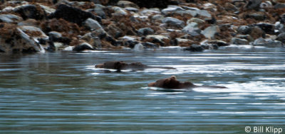 Brown Bears swimmimg  1