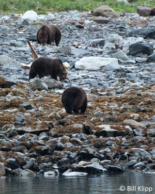Brown Bears feasting on whale carcass  2