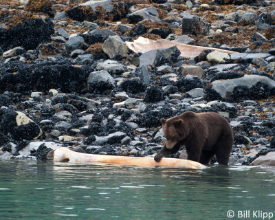 Brown Bear feasting on whale carcass  3