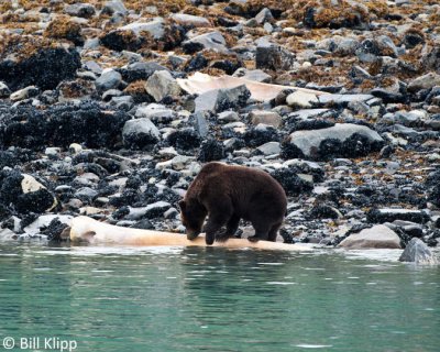 Brown Bear feasting on whale carcass  4