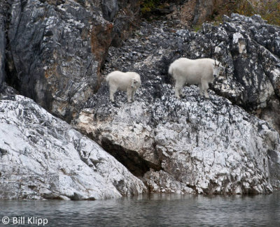 Mountain Goats, Gloomy Knob Glacier Bay  1