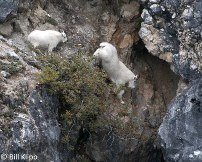 Mountain Goats, Gloomy Knob Glacier Bay  4