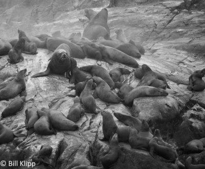 Steller Sea Lions, Glacier Bay 1